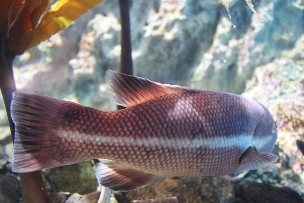 こぶだい コブダイ 瘤鯛 Semicossyphus Reticulatus ブログ 酢飯屋 文京区水道 江戸川橋にある寿司 カフェ ギャラリーの複合店