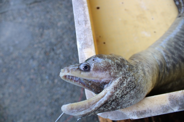 うつぼ ウツボ 鱓 Moray Eel Muraenidae ブログ 酢飯屋 文京区水道 江戸川橋にある寿司 カフェ ギャラリーの複合店