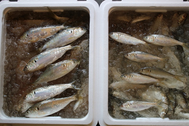 こはだ コハダ 小肌 Threadfin Shad Konosirus Punctatus ブログ 酢飯屋 文京区水道 江戸川橋にある寿司 カフェ ギャラリーの複合店