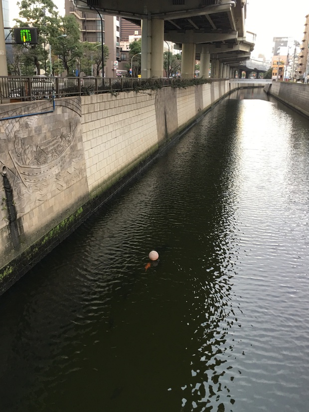 koiIMG_0012.jpg