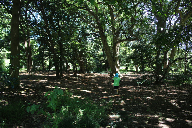 koiIMG_3278.jpg