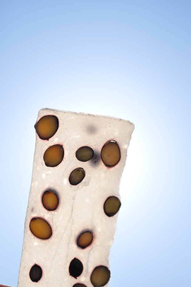 koriDSC_0007.jpg