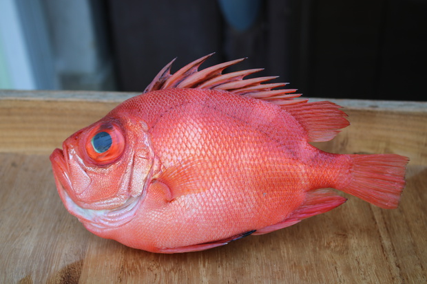 kurumaIMG_1266.jpg
