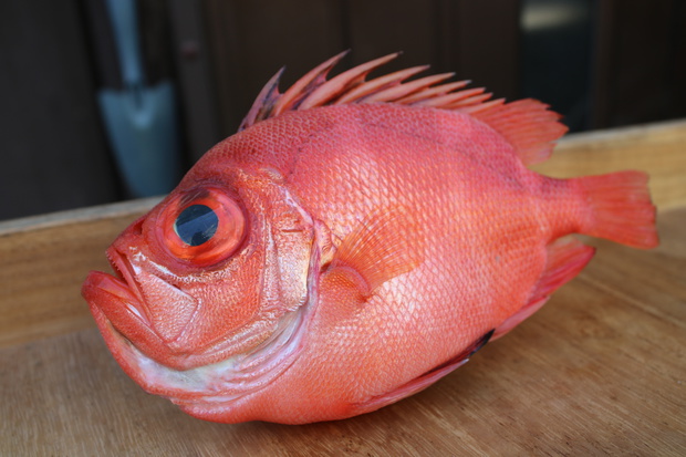 kurumaIMG_1270.jpg