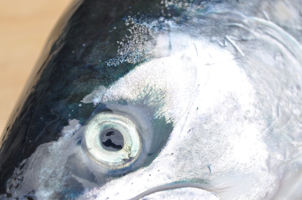 masDSC_0027.jpg