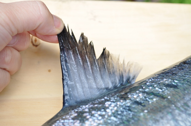 masDSC_0030.jpg