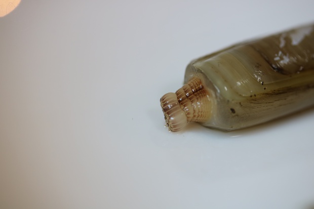 mateIMG_1248.jpg