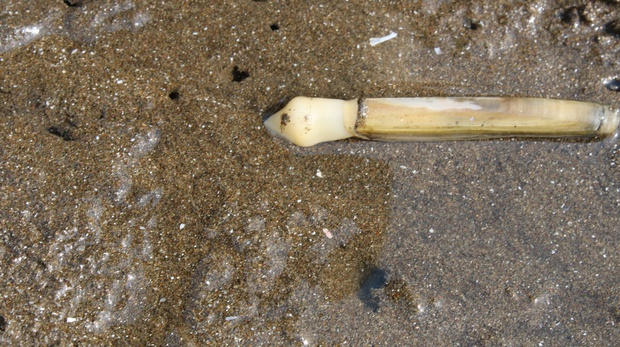 matehoIMG_8275.jpg