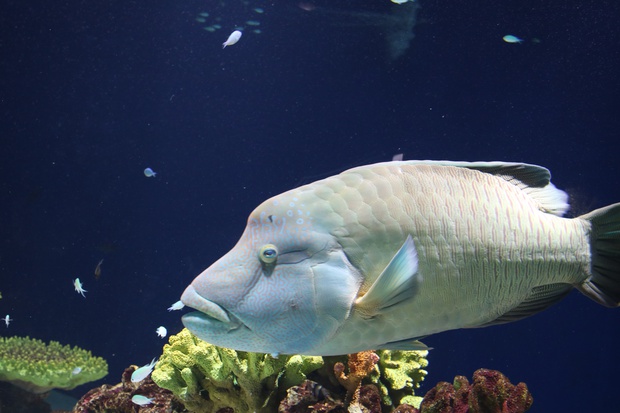 めがねもちのうお メガネモチノウオ 眼鏡持之魚 Cheilinus Undulatus 通称ナポレオンフィッシュ ブログ 酢飯屋 文京区水道 江戸川橋にある寿司 カフェ ギャラリーの複合店