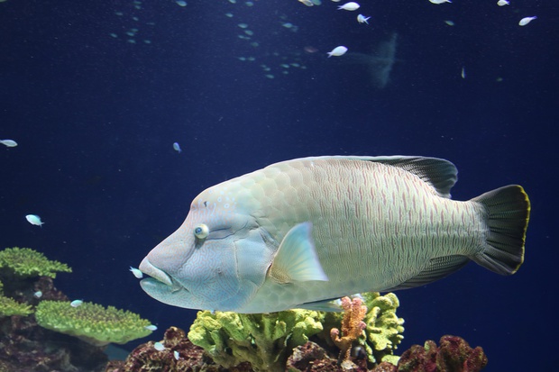 めがねもちのうお メガネモチノウオ 眼鏡持之魚 Cheilinus Undulatus 通称ナポレオンフィッシュ ブログ 酢飯屋 文京区水道 江戸川橋にある寿司 カフェ ギャラリーの複合店