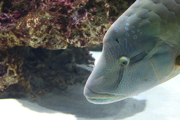megamoIMG_6616.jpg