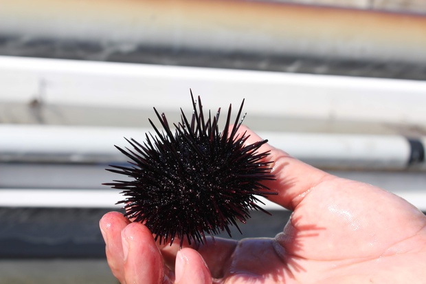 むらさきうに ムラサキウニ 紫海胆 Heliocidaris Crassispina ブログ 酢飯屋 文京区水道 江戸川橋にある寿司 カフェ ギャラリーの複合店