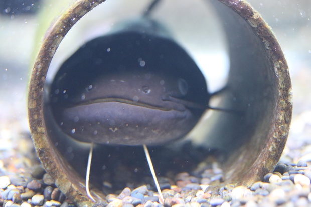 なまず ナマズ 鯰 Silurus Asotus ブログ 酢飯屋 文京区水道 江戸川橋にある寿司 カフェ ギャラリーの複合店