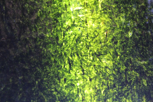 nori_5895.jpg