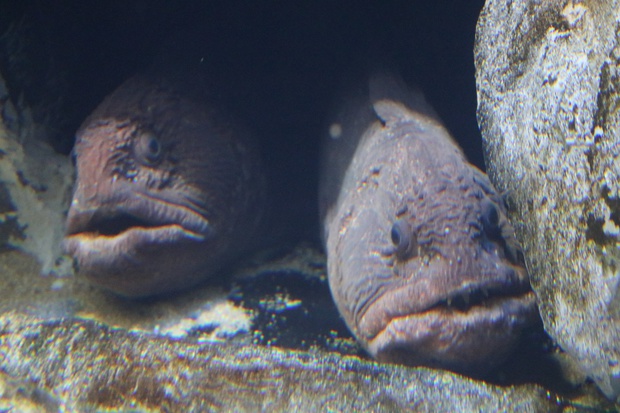 ookaIMG_4283.jpg