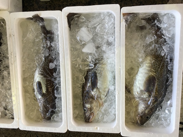 sakanaIMG_4142.jpg