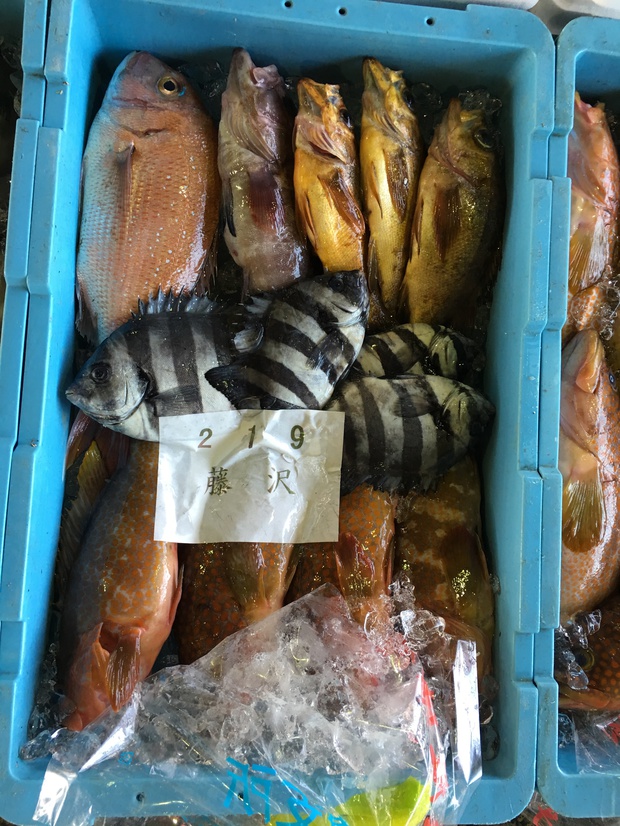 sakanaIMG_4143.jpg