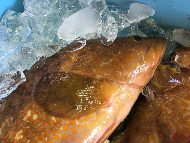 sakanaIMG_4145.jpg