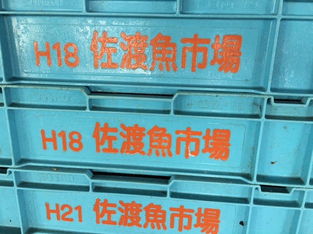 sakanaIMG_4150.jpg