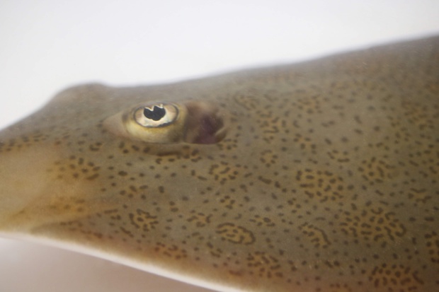 sakatazaIMG_7481.jpg
