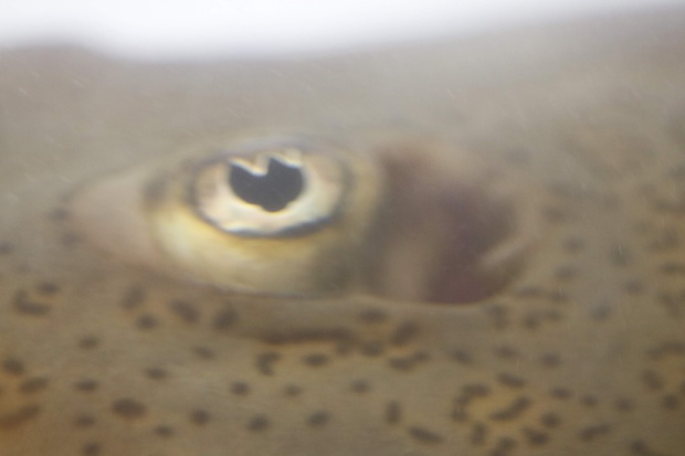 sakatazaIMG_7483.jpg