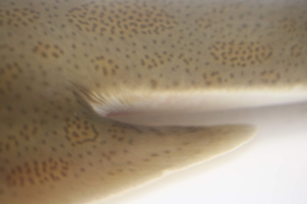 sakatazaIMG_7486.jpg