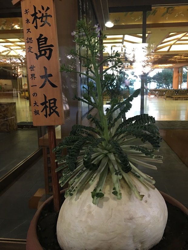 sakuIMG_0309.jpg