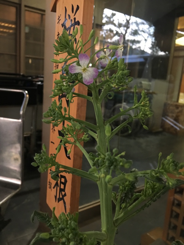 sakuIMG_0310.jpg