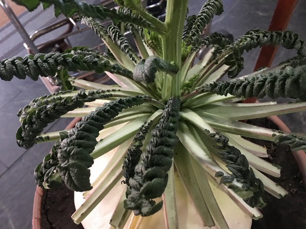 sakuIMG_0312.jpg