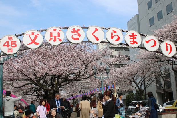 sakuraIMG_2293.jpg