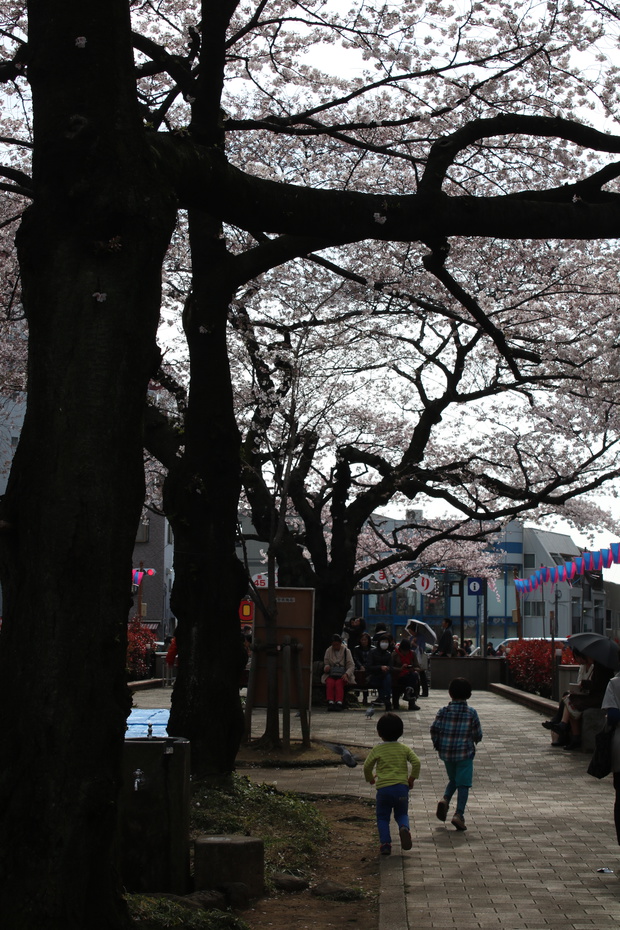 sakuraIMG_2295.jpg
