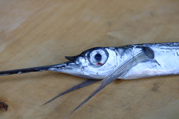 sayoIMG_7073.jpg