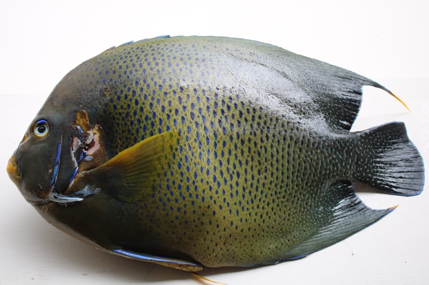 さざなみやっこ サザナミヤッコ 小波奴 Pomacanthus Semicirculatus ブログ 酢飯屋 文京区水道 江戸川橋にある寿司 カフェ ギャラリーの複合店