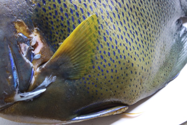 さざなみやっこ サザナミヤッコ 小波奴 Pomacanthus Semicirculatus ブログ 酢飯屋 文京区水道 江戸川橋にある寿司 カフェ ギャラリーの複合店