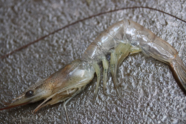 しばえび シバエビ 芝海老 Metapenaeus Joyneri ブログ 酢飯屋 文京区水道 江戸川橋にある寿司 カフェ ギャラリーの複合店