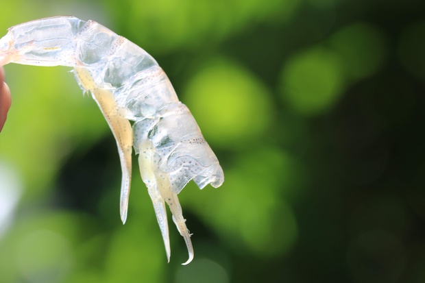 しばえび シバエビ 芝海老 Metapenaeus Joyneri ブログ 酢飯屋 文京区水道 江戸川橋にある寿司 カフェ ギャラリーの複合店