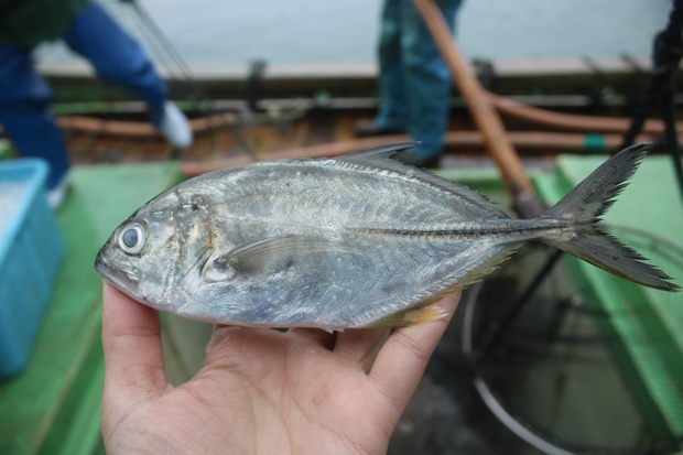 ぎんがめあじ ギンガメアジ 銀亀鯵 Caranx Sexfasciatus ブログ 酢飯屋 文京区水道 江戸川橋にある寿司 カフェ ギャラリーの複合店