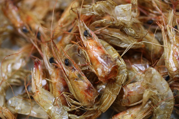 しばえび シバエビ 芝海老 Metapenaeus Joyneri ブログ 酢飯屋 文京区水道 江戸川橋にある寿司 カフェ ギャラリーの複合店