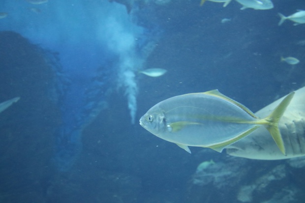 simaaIMG_6471.jpg