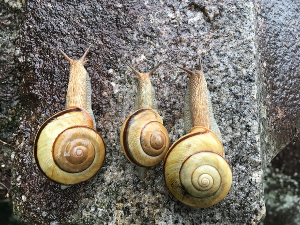 snailsIMG_3740.jpg