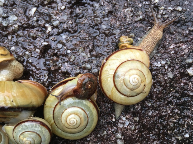 snailsIMG_3751.jpg