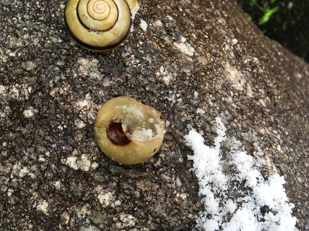 snailsIMG_3756.jpg
