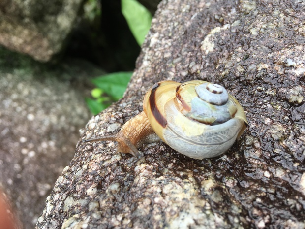 snailsIMG_3762.jpg