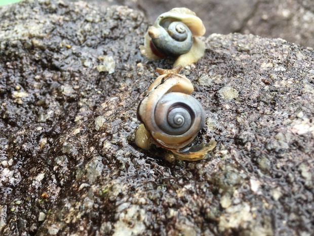 snailsIMG_3766.jpg