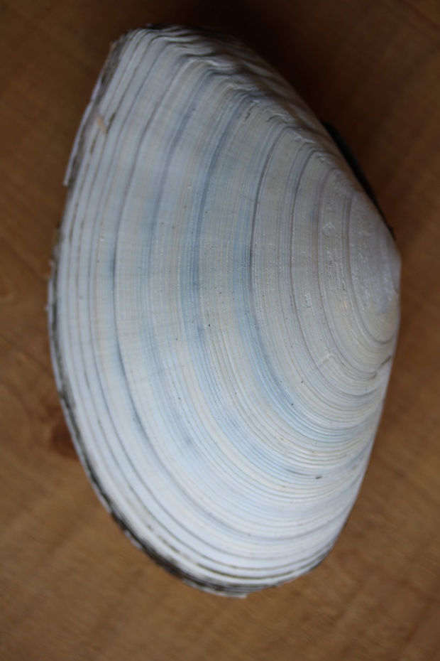 srgiIMG_4335.jpg