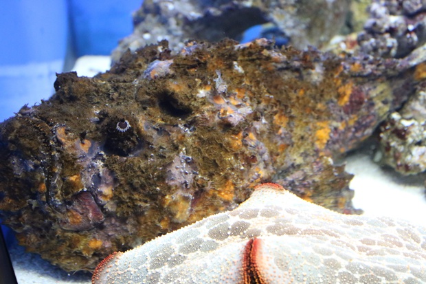 おにだるまおこぜ オニダルマオコゼ 鬼達磨虎魚 Synanceia Verrucosa ブログ 酢飯屋 文京区水道 江戸川橋にある寿司 カフェ ギャラリーの複合店