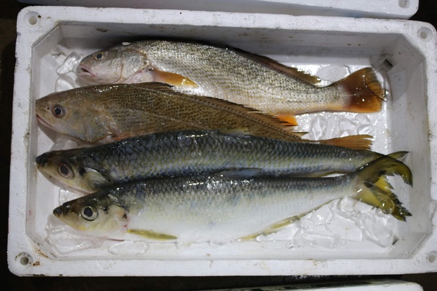 takaichiIIMG_8572.jpg
