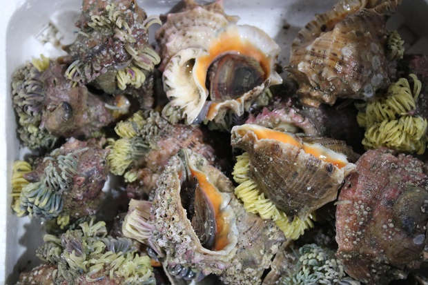 takaichiIIMG_8576.jpg