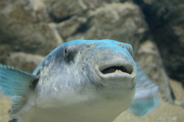 とらふぐ トラフグ 虎河豚 Akifugu Rubripes ブログ 酢飯屋 文京区水道 江戸川橋にある寿司 カフェ ギャラリーの複合店