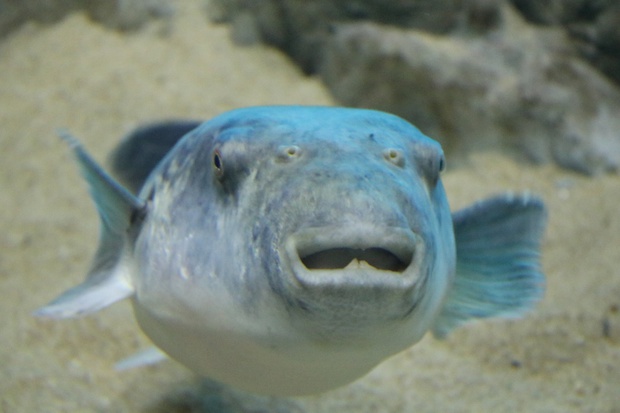 とらふぐ トラフグ 虎河豚 Akifugu Rubripes ブログ 酢飯屋 文京区水道 江戸川橋にある寿司 カフェ ギャラリーの複合店